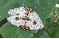 物種:Abraxas suspecta 攝影:吳士緯